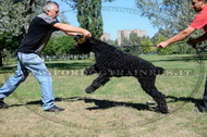 Riporto da mordere in pelle naturale per Terrier nero russo Riporto da mordere in pelle naturale per Terrier nero russo